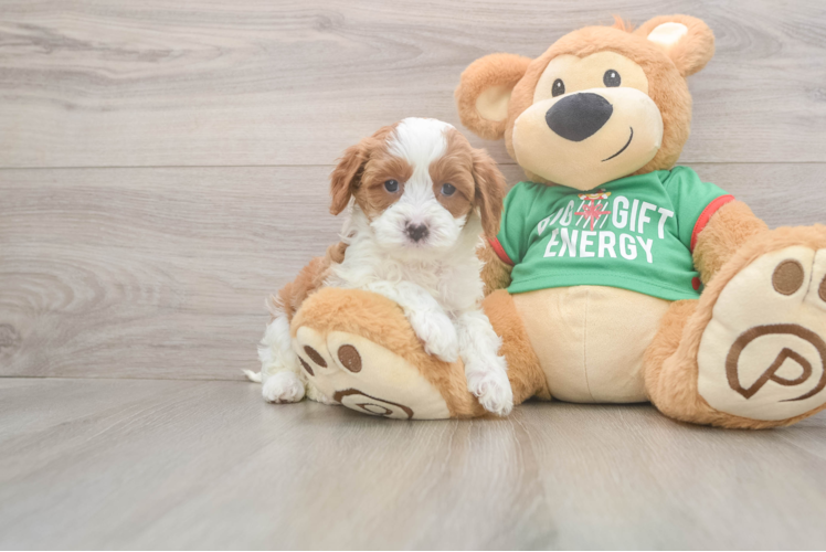 Cavapoo Pup Being Cute