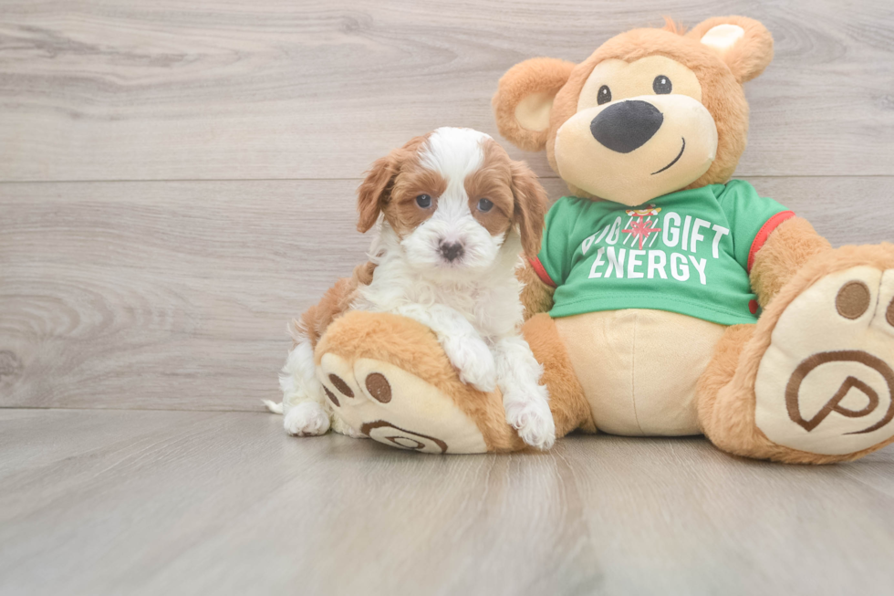 Cavapoo Pup Being Cute