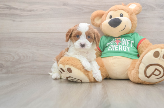 Cavapoo Pup Being Cute