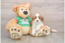 Cavapoo Puppy for Adoption