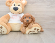 8 week old Cavapoo Puppy For Sale - Premier Pups