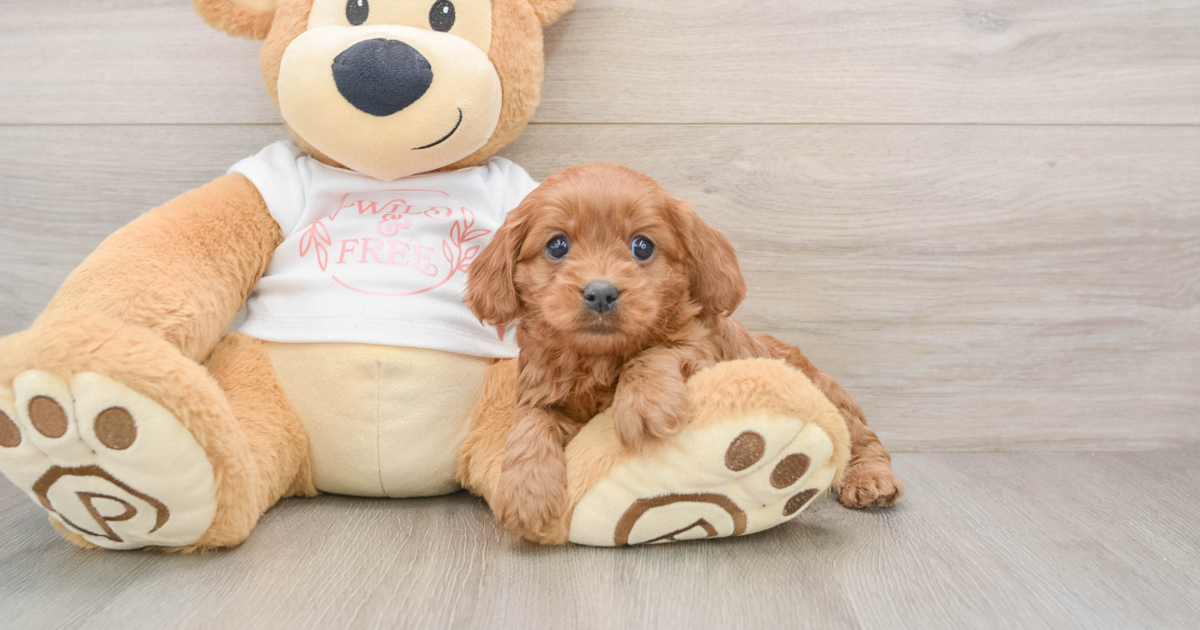 Button. The Cavapoo Hypoallergenic Cavapoo Winnie: 4lb 1oz Doodle Puppy