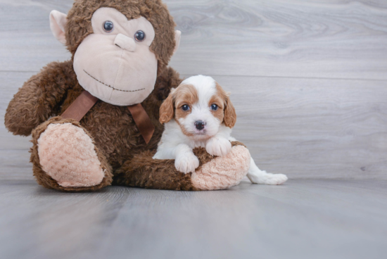 Happy Cavapoo Baby