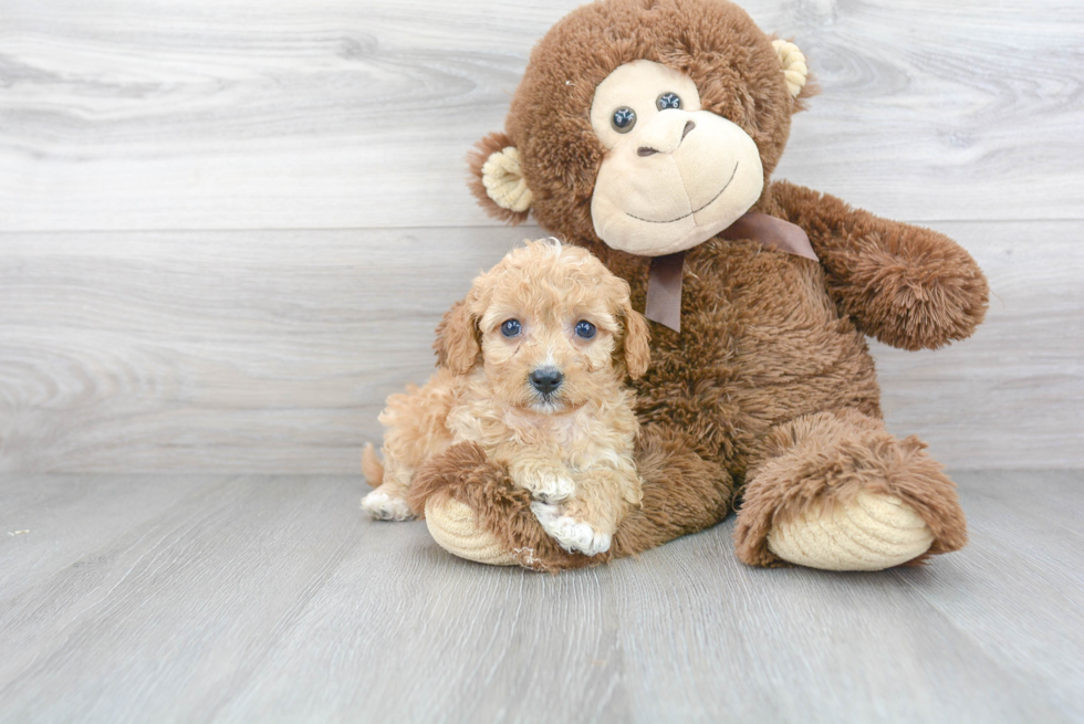 Sweet Cavapoo Baby