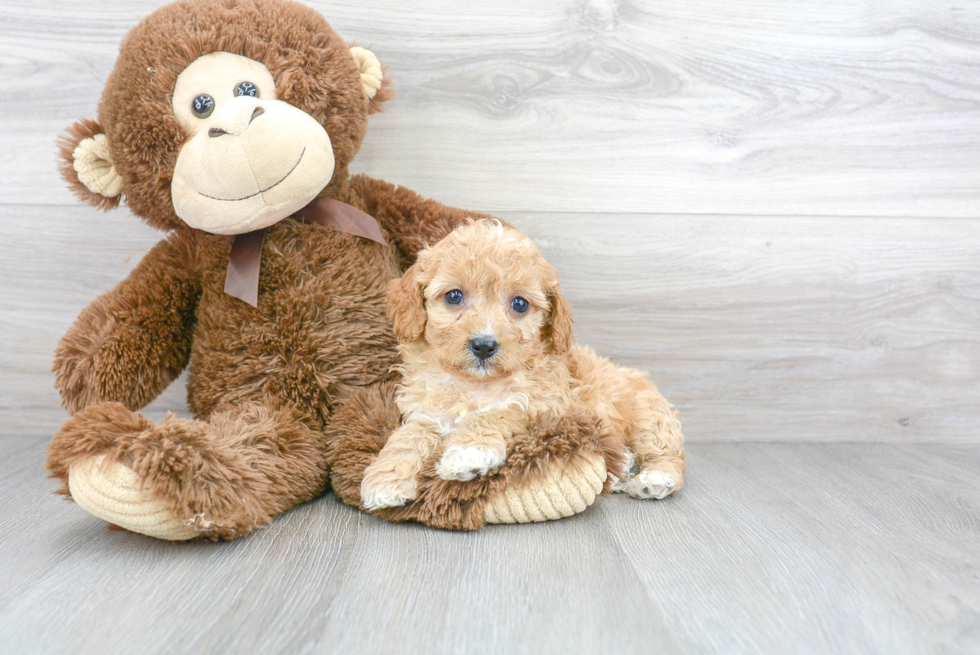 Happy Cavapoo Baby