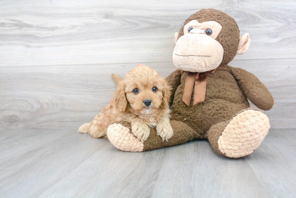 Best Cavapoo Baby