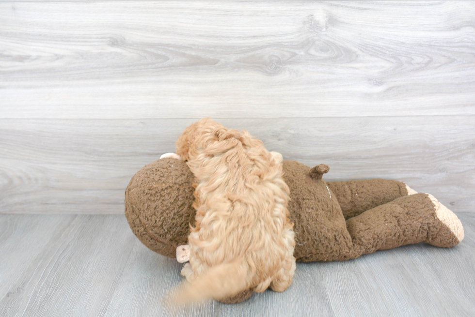 Playful Cavoodle Poodle Mix Puppy