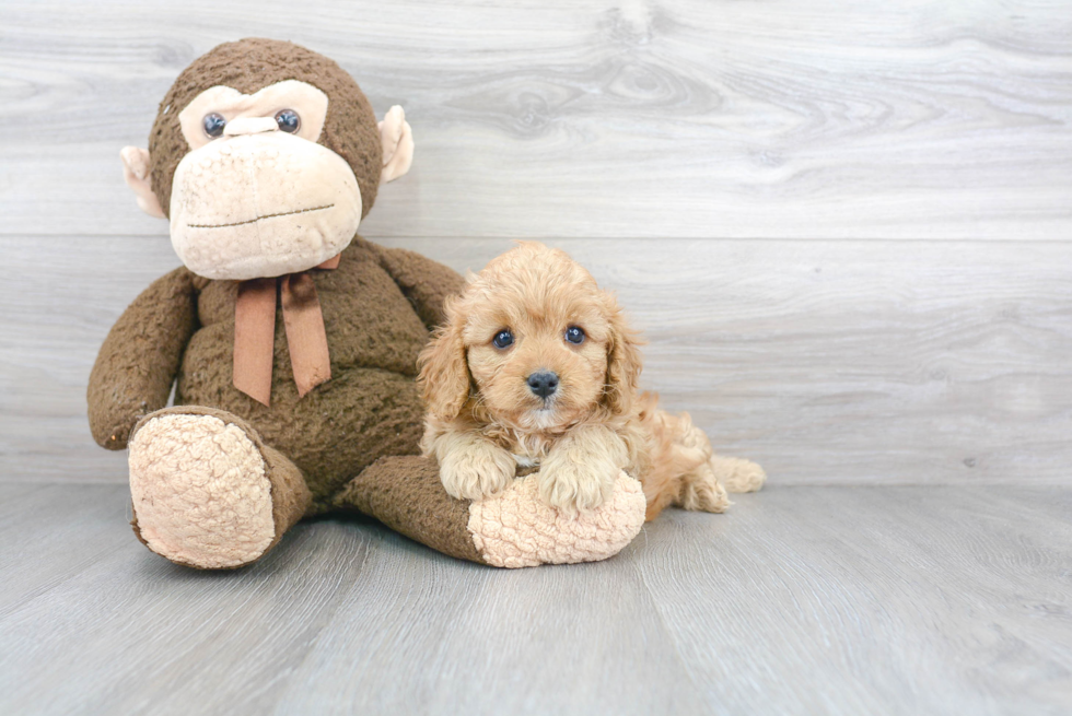 Cavapoo Puppy for Adoption