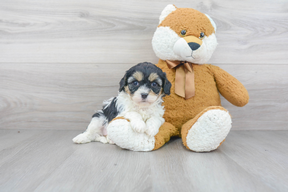 Happy Cavapoo Baby