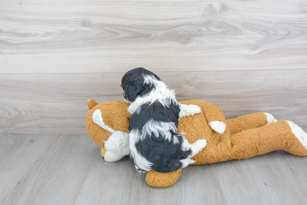 Cavapoo Pup Being Cute