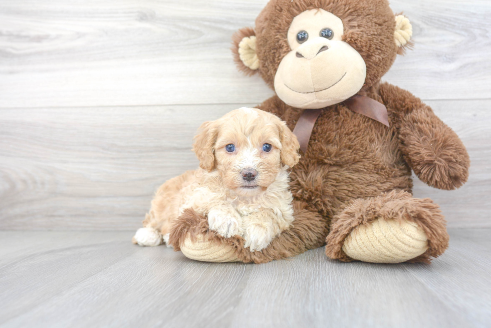 Smart Cavapoo Poodle Mix Pup