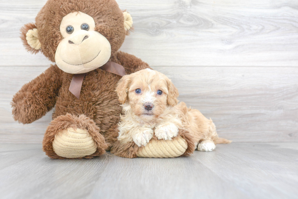 Cavapoo Pup Being Cute