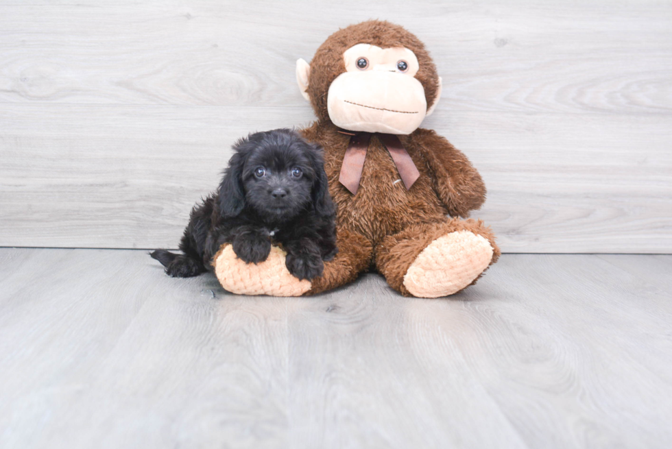 Cavapoo Pup Being Cute