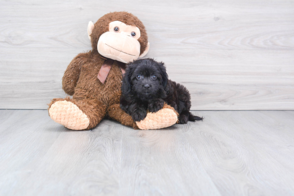 Small Cavapoo Baby