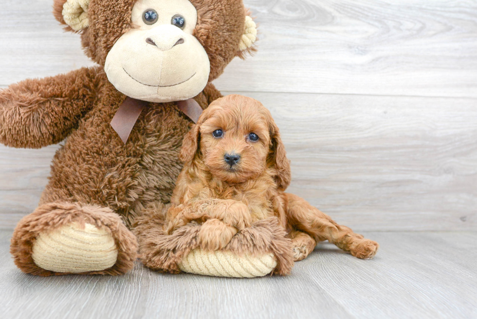 Best Cavapoo Baby