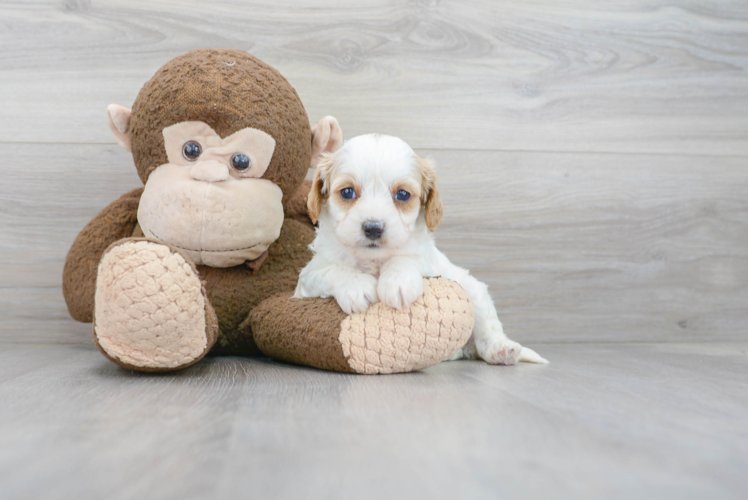 Fluffy Cavapoo Poodle Mix Pup