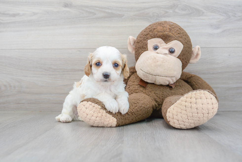 Energetic Cavoodle Poodle Mix Puppy