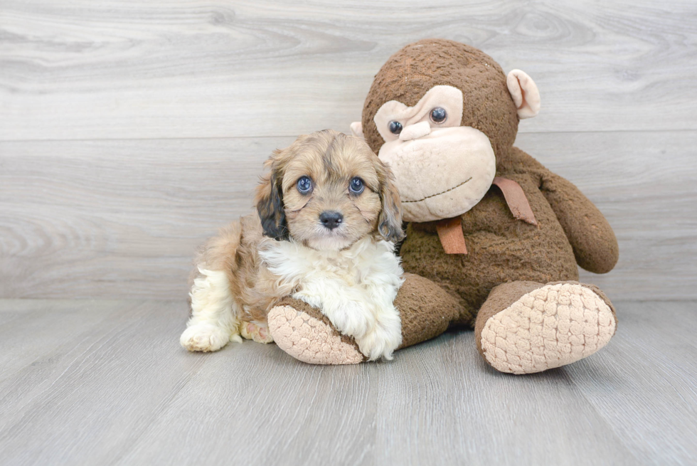 Cavapoo Pup Being Cute