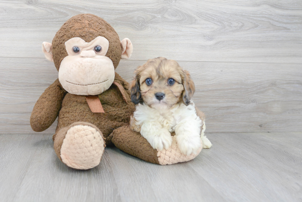 Best Cavapoo Baby