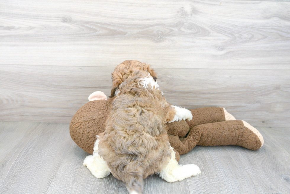 Adorable Cavoodle Poodle Mix Puppy