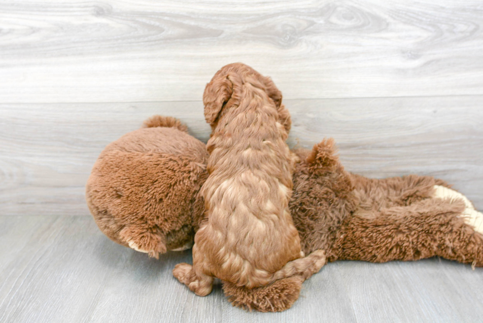 Cavapoo Pup Being Cute