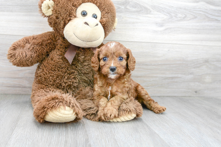 Cavapoo Pup Being Cute