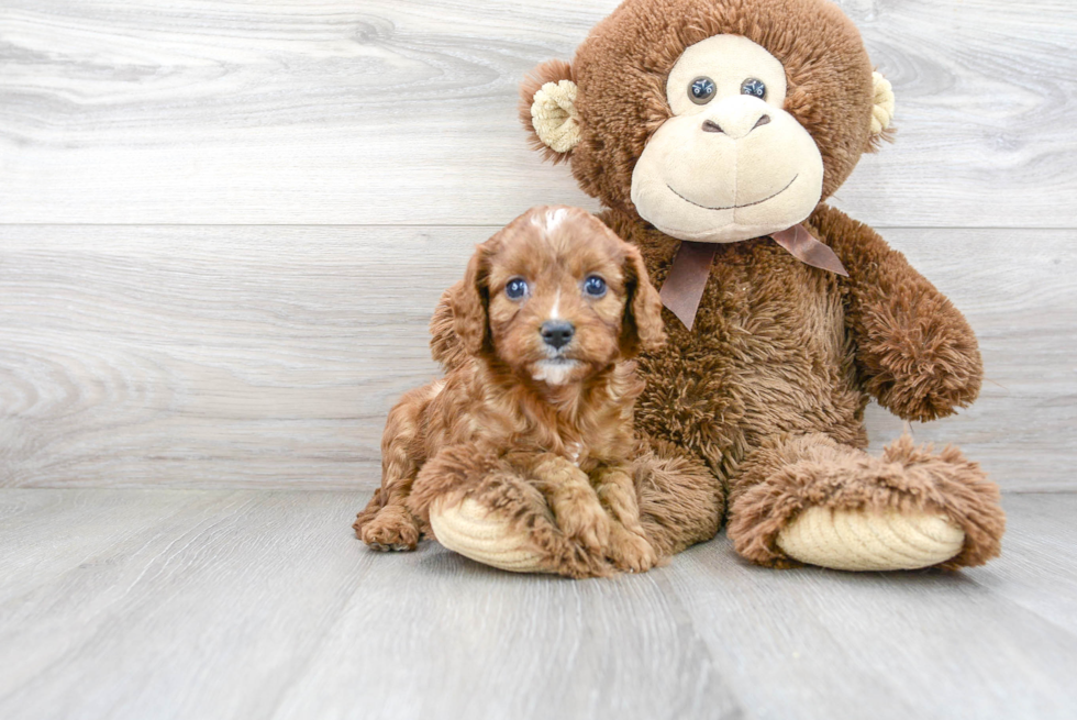 Cavapoo Puppy for Adoption