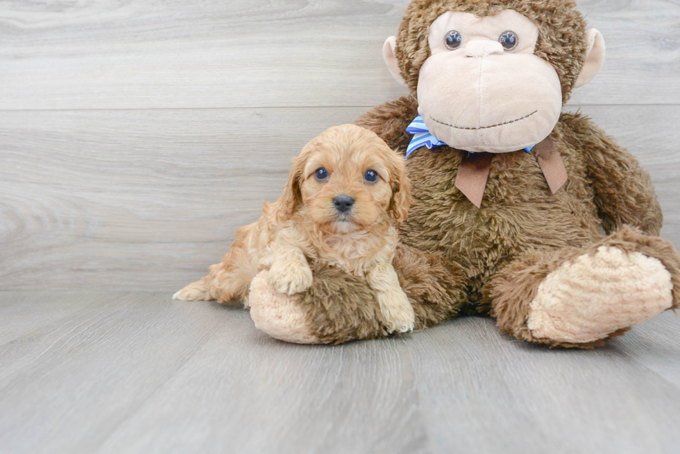 Fluffy Cavapoo Poodle Mix Pup