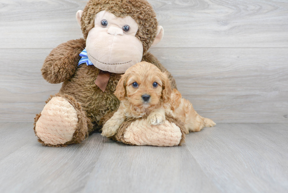 Cavapoo Puppy for Adoption