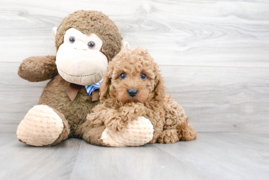 Cavapoo Pup Being Cute