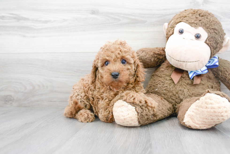 Best Cavapoo Baby