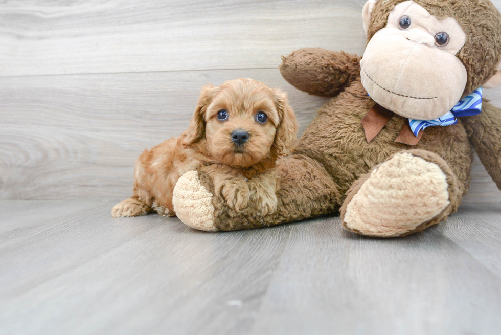 Sweet Cavapoo Baby