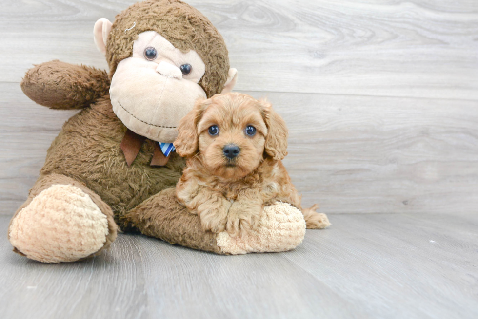 Adorable Cavoodle Poodle Mix Puppy