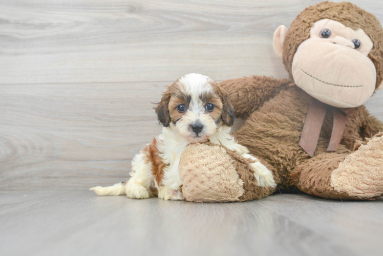 Funny Cavapoo Poodle Mix Pup