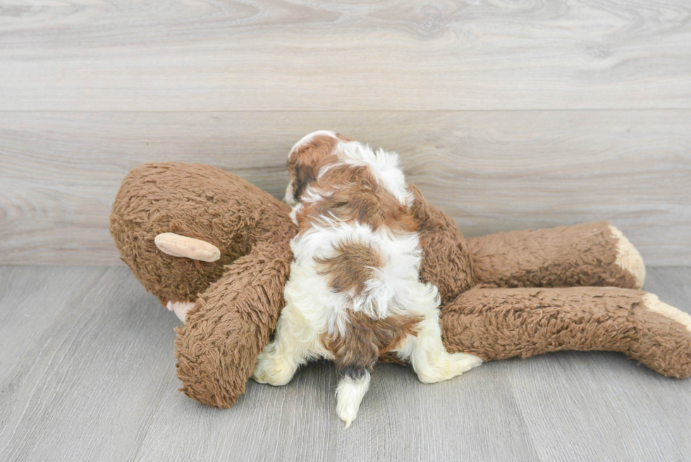 Cavapoo Pup Being Cute