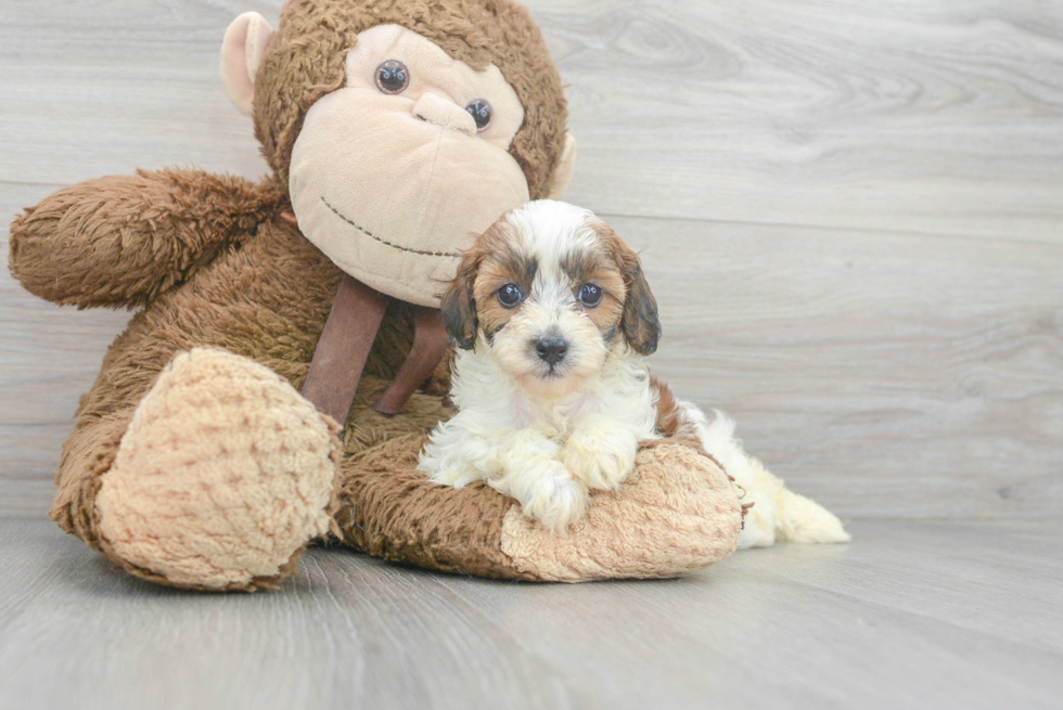 Adorable Cavoodle Poodle Mix Puppy