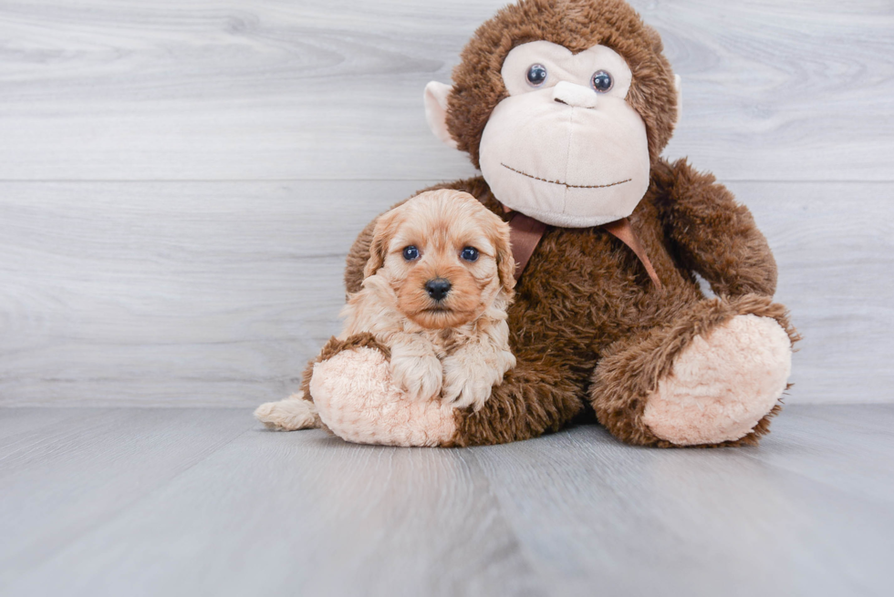 Sweet Cavapoo Baby