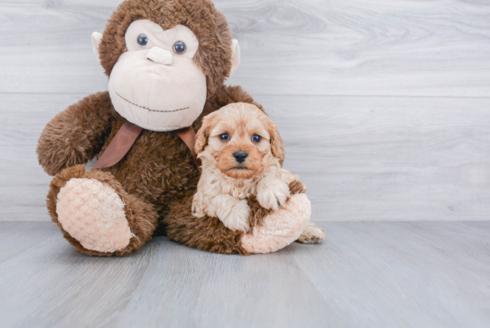 Cavapoo Pup Being Cute