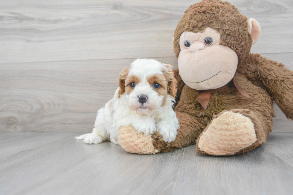 Friendly Cavapoo Baby