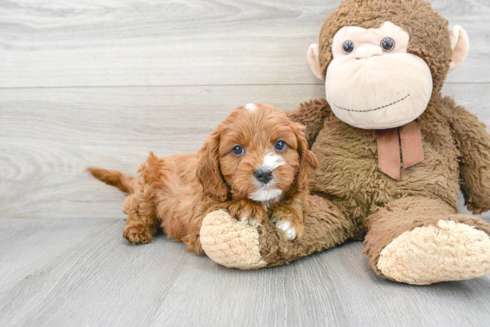 Fluffy Cavapoo Poodle Mix Pup