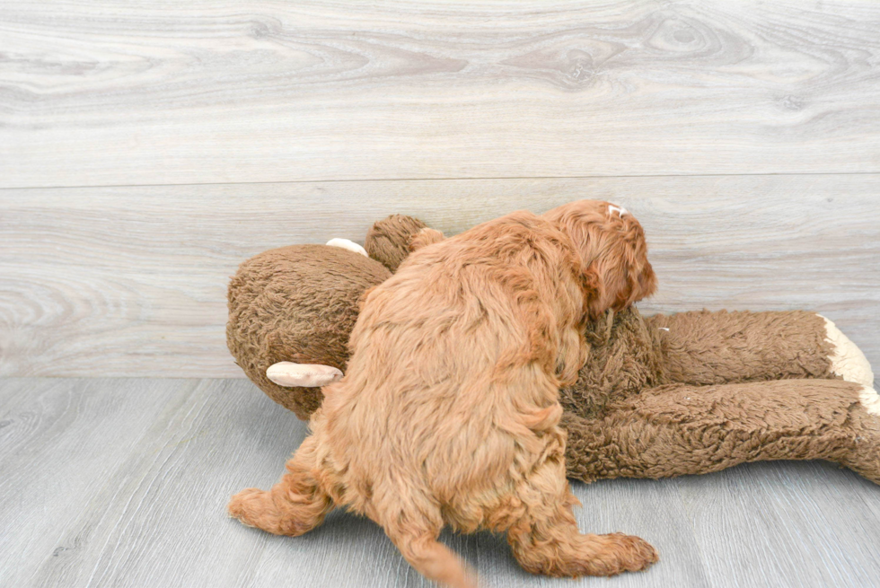 Happy Cavapoo Baby