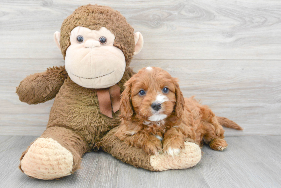 Small Cavapoo Baby