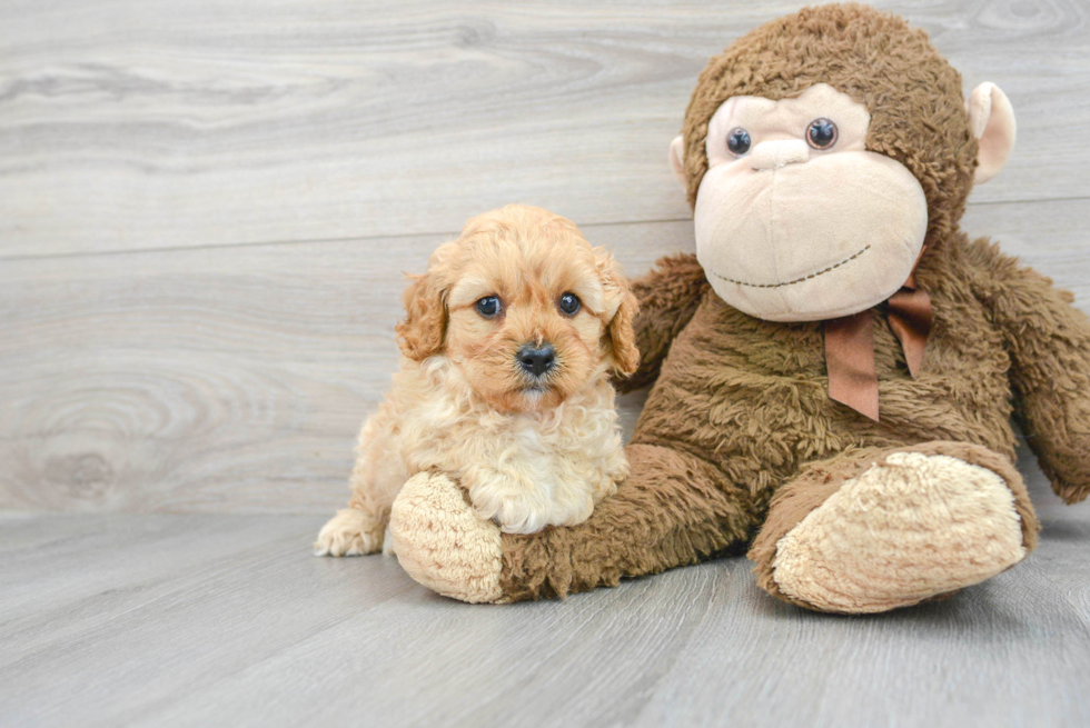 Cute Cavapoo Baby