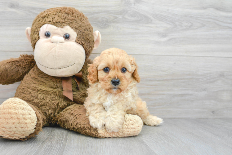 Playful Cavoodle Poodle Mix Puppy