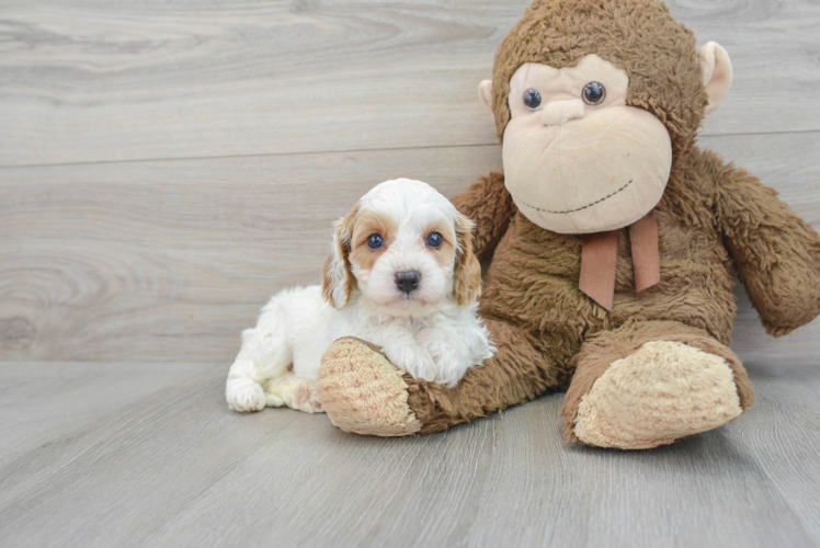 Cavapoo Puppy for Adoption