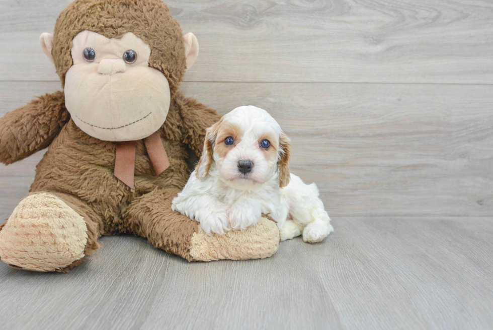 Best Cavapoo Baby