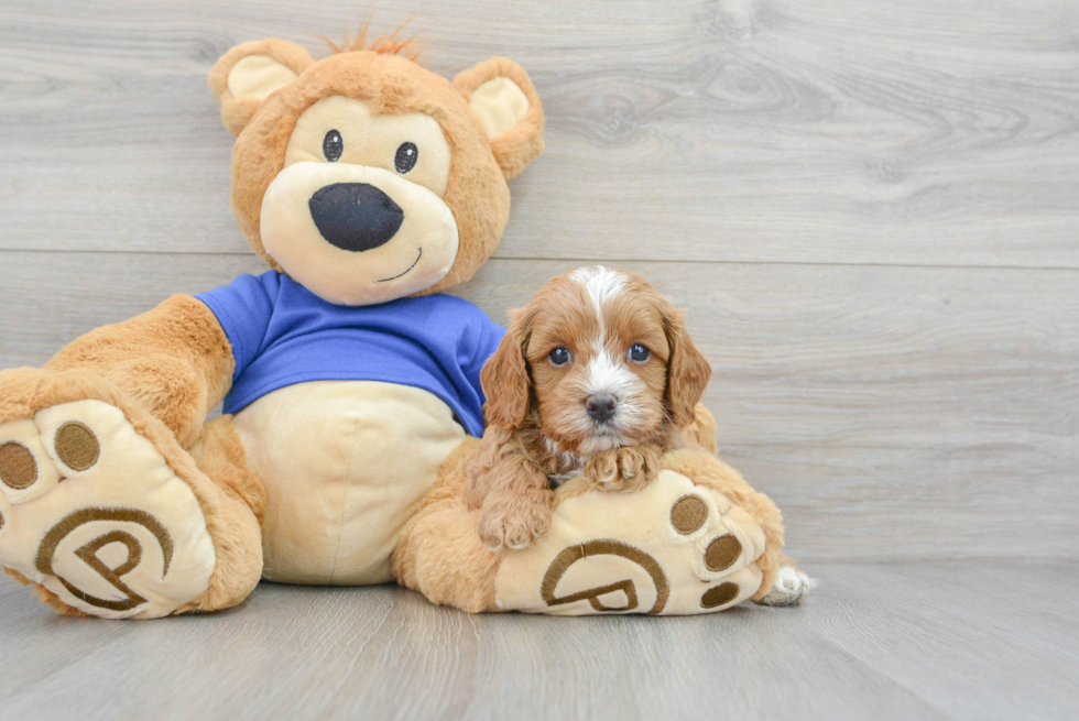 Sweet Cavapoo Baby