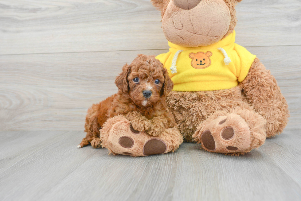 Hypoallergenic Cavoodle Poodle Mix Puppy