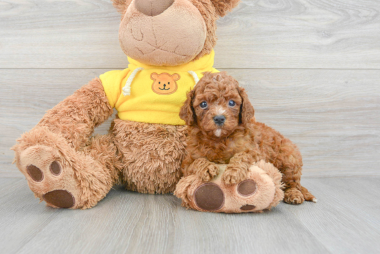 Cavapoo Pup Being Cute