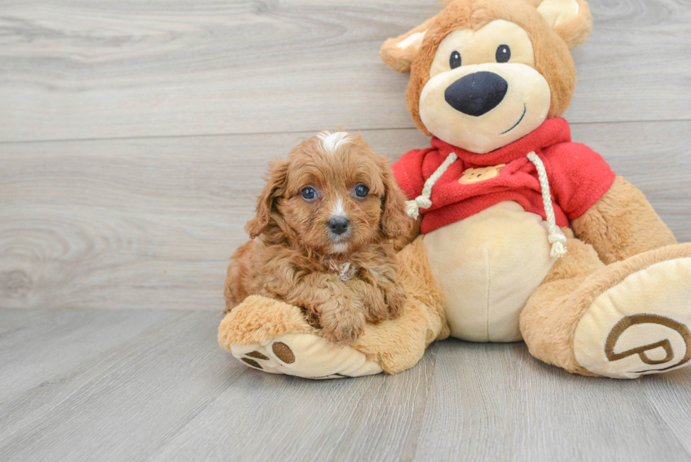 Hypoallergenic Cavoodle Poodle Mix Puppy